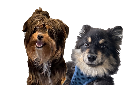 Adopt Me Rescue dogs